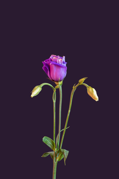 różowy Texas Bluebell kwiat makro, vintage sztuki piękne martwa natura  - Zdjęcie, obraz
