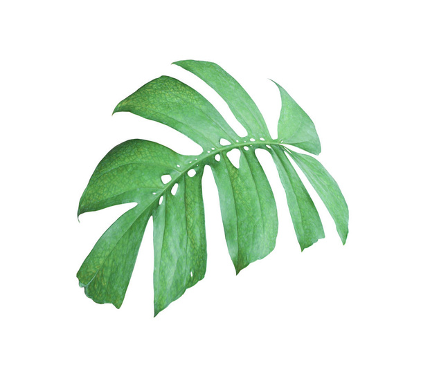 tropical jungle monstera leaves , Swiss Cheese leaf tree isolate - Foto, Imagem