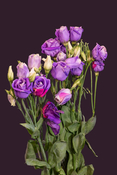 bouquet bleu violet lisianthus macro, vintage fine art nature morte
 - Photo, image