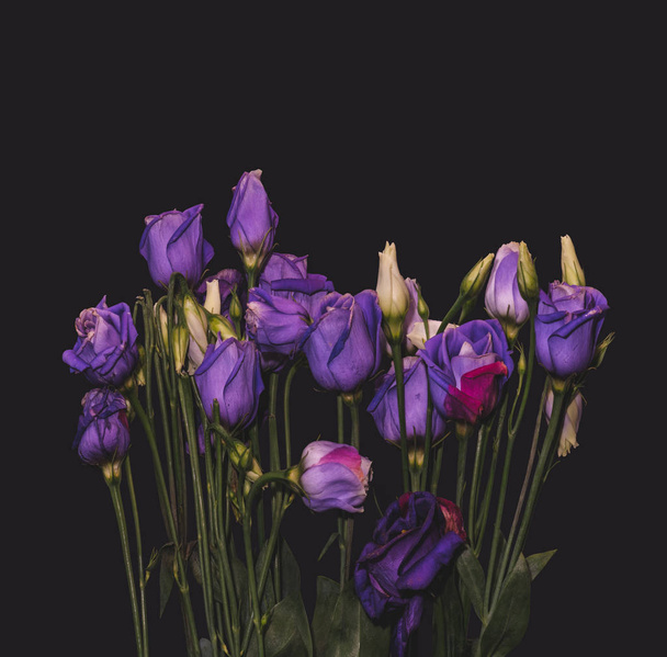 blue violet lisianthus bouquet macro, vintage fine art still life - 写真・画像