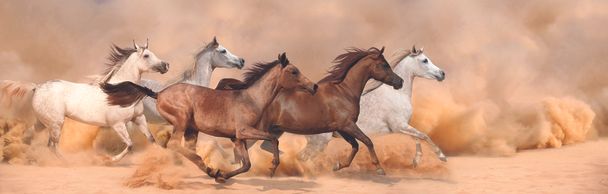砂の嵐の群れ競馬 - 写真・画像