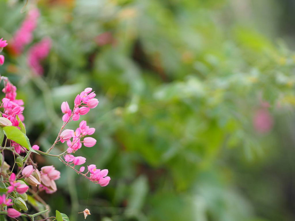 Růžový květ malý břečťan Vědecké jméno Antigonon leptopus Háček, uspořádány do krásné kytice na rozmazané přírody pozadí - Fotografie, Obrázek