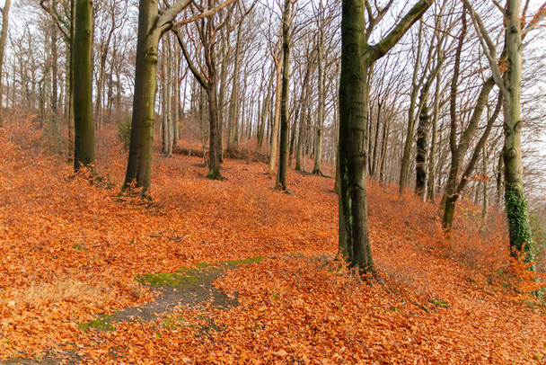 Piękny dzień w żywotnym lesie z imponującymi bukami i ich ciekawymi korzeniami i brązowymi opadłymi liśćmi ukazuje jasną stronę złotego października, złotej jesieni na spacer po lesie - Zdjęcie, obraz