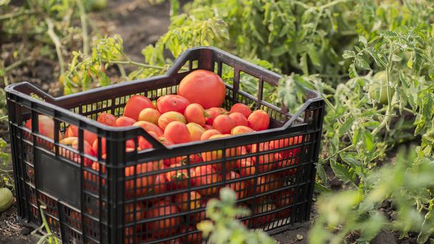 Sebze topluyorum. Bahçede bir kutu domates. - Fotoğraf, Görsel