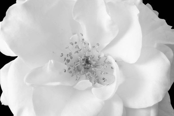 monochrome blanc vif fleur de rose coeur macro, fond noir
 - Photo, image
