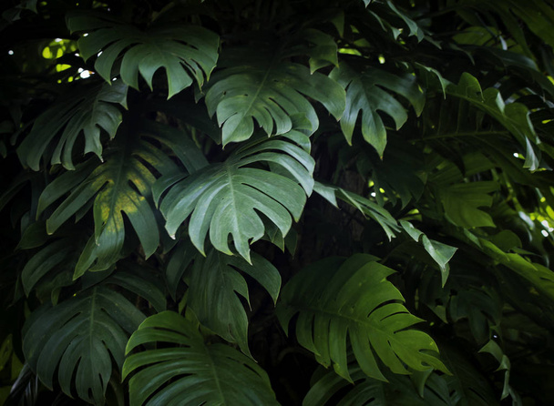 tropikalna natura zielony potwór liście palmy wzór - Zdjęcie, obraz