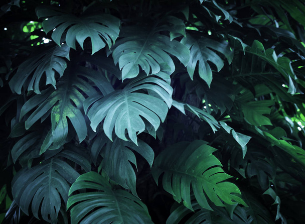 naturaleza tropical verde monstera palmera hojas patrón
 - Foto, Imagen