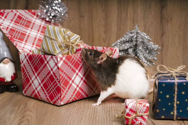 Symbol Nowego Roku 2020 biały szczur. Cute szczur z Boże Narodzenie urządzone. - Zdjęcie, obraz
