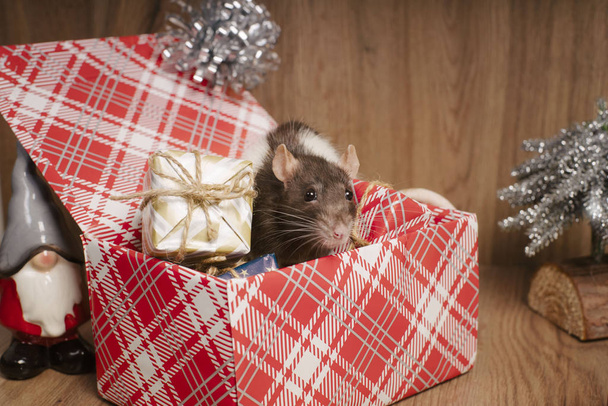 Szczur jest symbolem nowego roku.Szary szczur patrzy na pudełka z prezentami.Zabawny mały szczur w pudełku z prezentami. Symbol roku 2020. - Zdjęcie, obraz