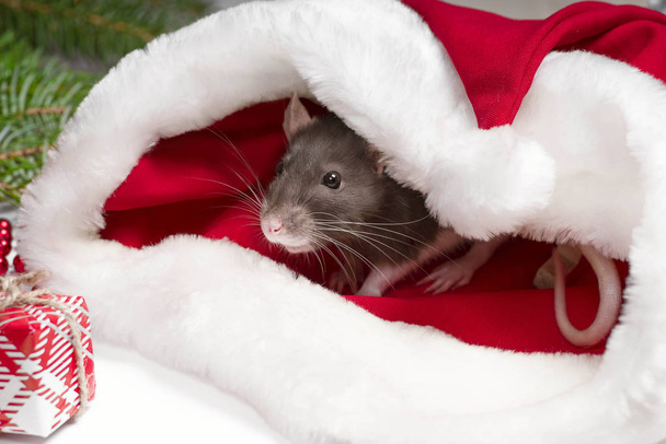 Un petit rat moelleux est assis dans une boîte cadeau festive. Chapeau de Noël Père Noël chez un animal.Un petit rat gris est assis dans un chapeau de Père Noël à côté de boîtes avec des cadeaux. Le concept du Nouvel An. Année du Rat 2020
. - Photo, image