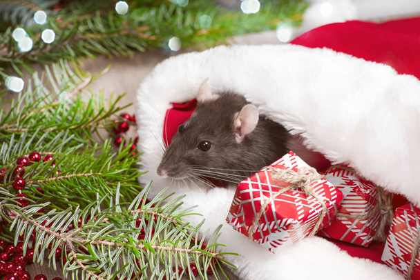 Mignon rat domestique blanc dans un décor de Nouvel An. Un rat mignon est assis dans le chapeau du Père Noël à côté d'elle sont des boîtes avec des cadeaux et des décorations du Nouvel An. Gros plan sur le rat. Photo pour le calendrier
. - Photo, image