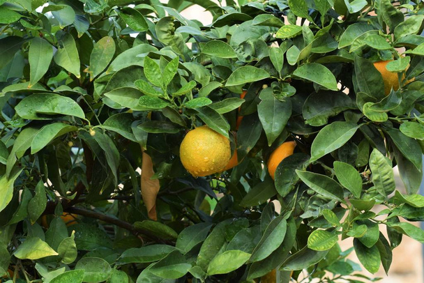 Citrus Tree Garden Cipruson - Fotó, kép