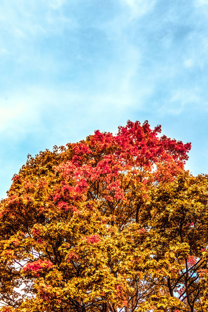 Hermoso paisaje de otoño de fondo, escena de la naturaleza vintage en f
 - Foto, Imagen