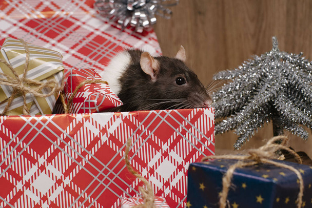 Fare yeni yılın bir sembolü. Şirin bir fare hediyelerle dolu bir kutuda oturur ve yeni yılı kutlar. Farenin yeni yılı için hediye. Çin Yeni Yıl sembolü - Fotoğraf, Görsel