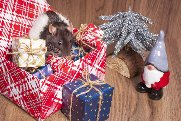 Il ratto è un simbolo del nuovo anno.Il ratto grigio guarda scatole di regalo.Il piccolo ratto divertente in una scatola regalo. Simbolo dell'anno 2020
. - Foto, immagini
