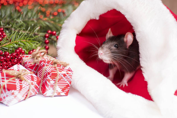 Zbliżenie ładny szczur wygląda z czerwonego kapelusza Bożego Narodzenia. Szczur to symbol Nowego Roku 2020. Cute szczur siedzi w kapeluszu świątecznym obok prezentów i dekoracji noworocznych i prezentów. Koncepcja nowego roku. - Zdjęcie, obraz
