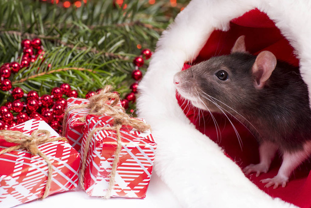 Christmas grey and white rat - a symbol of the new year 2020 sits and hides in the red hat of Santa Claus - Photo, image