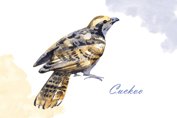 Handwork watercolor illustration of a cuckoo bird isolated in white background. - Valokuva, kuva