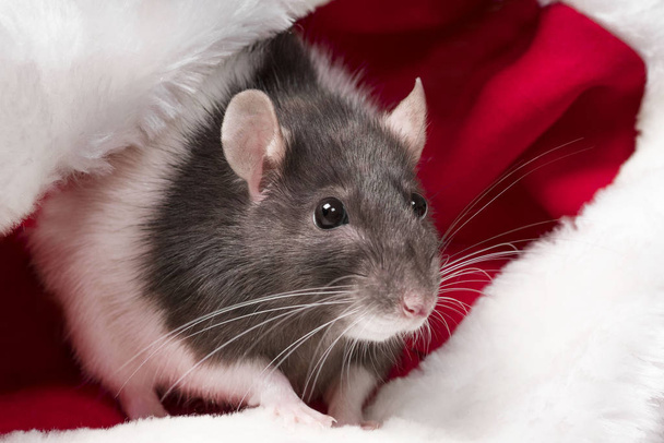 Niedliche Ratte sitzt in Weihnachtsmannmütze in Großaufnahme. Jahr der süßen Ratte. - Foto, Bild