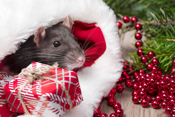 Słodki biały szczur domowy w noworocznym wystroju. Słodki szczur siedzi w czapce Mikołaja obok niej są pudełka z prezentami i dekoracjami noworocznymi.Rok cute szczura. Zbliżenie szczurów. Zdjęcie do kalendarza. - Zdjęcie, obraz