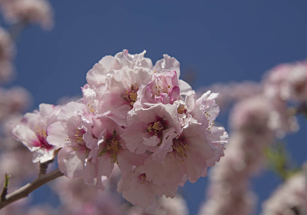 Αμυγδαλωτά λουλούδια και πάλι μπλε ουρανό φόντο - Φωτογραφία, εικόνα