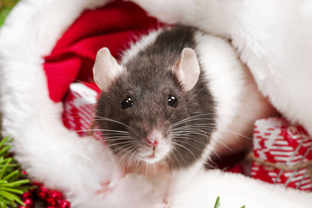 A ratazana gira está sentada no chapéu do Pai Natal. Símbolo do novo ano 2020. Rato. Conceito de Ano Novo, rato dentro do chapéu do Papai Noel com caixa de presente vermelha
 - Foto, Imagem