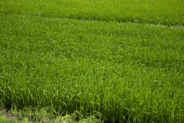 Campo de arroz verde a la luz del día. Cosecha de arroz. Hermosas terrazas de campo de arroz en temporada de agua y riego. Agricultura
. - Foto, Imagen
