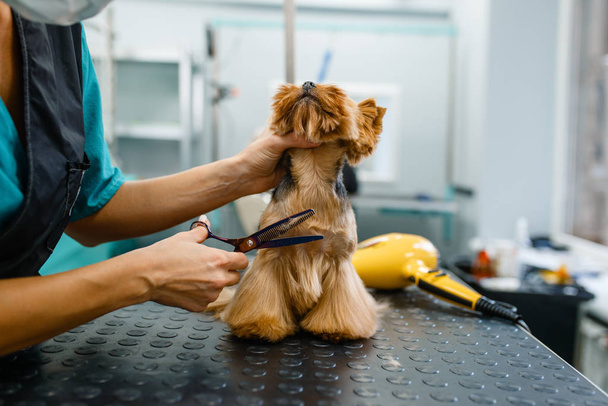 Női ápoló ollóval vágja haj aranyos kutya mosás után eljárás, ápolási szalon. Nő teszi frizura kis állat, ápolt háziállat - Fotó, kép