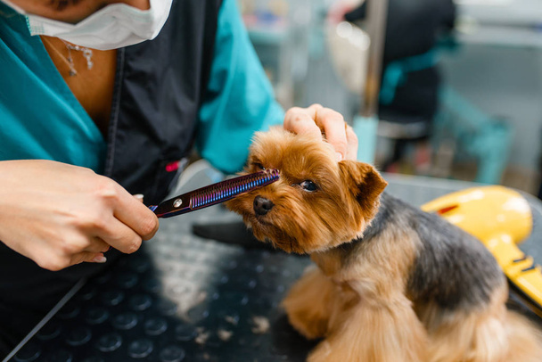 Female groomer with scissors cuts hair of cute dog after washing procedure, grooming salon. Woman makes hairstyle to small pet, groomed domestic animal - Photo, Image