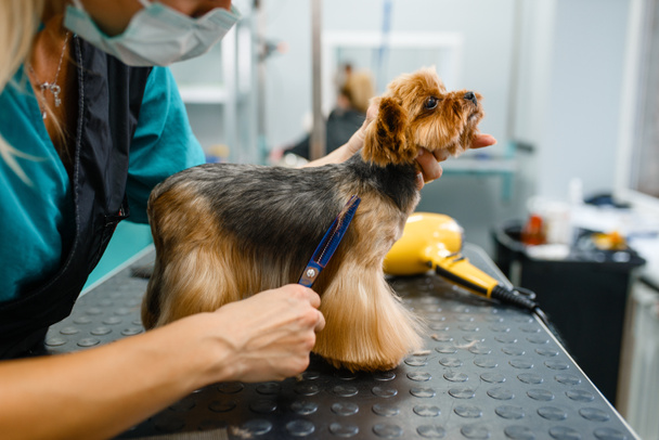 Жіночий громер з ножицями вирізає волосся милої собаки після процедури прання, доглянутого салону. Жінка робить зачіску маленькій тварині, доглянутій домашній тварині
 - Фото, зображення