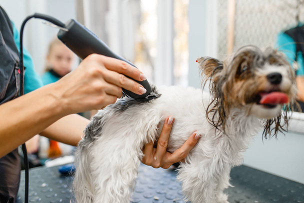 Vrouwelijke bruidegom met tondeuse grooming hondje in salon. Vrouw maakt kapsel aan kleine huisdier, verzorgd huisdier, schattige puppy - Foto, afbeelding