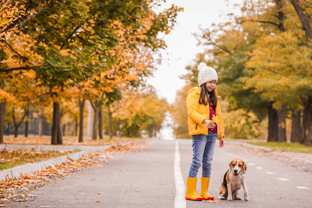 Little Asian girl with cute beagle dog in autumn park - Photo, Image