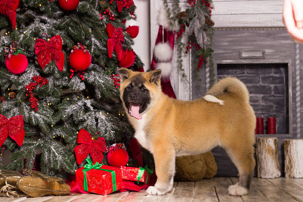 puppy of an american akita on a New Year`s background - Foto, Imagen