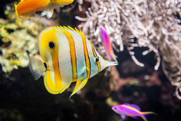 Тропические рыбы в воде с кораллами
 - Фото, изображение