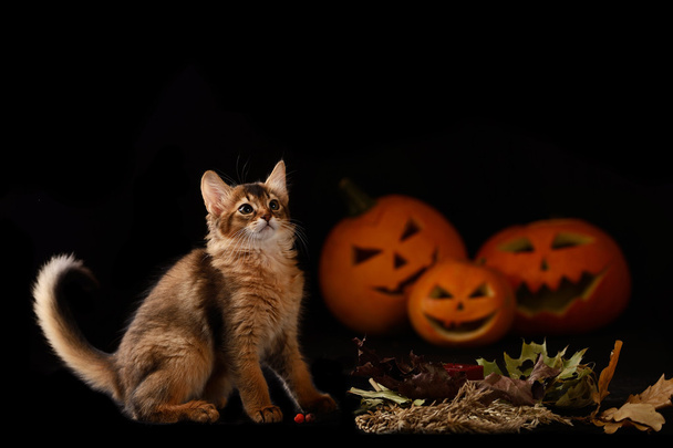 怖いハロウィーン カボチャとソマリア子猫 - 写真・画像