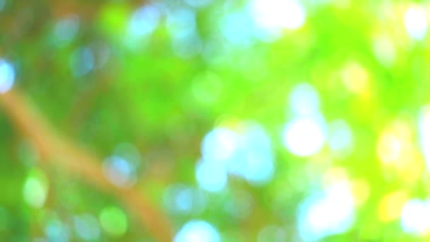blur garden green nature abstract colorful leaves flower tree - Footage, Video