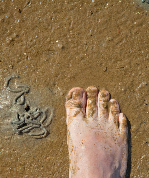 foot in the tideland - Foto, Imagem