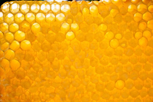 žluté plástve prázdné a plné medu - Fotografie, Obrázek
