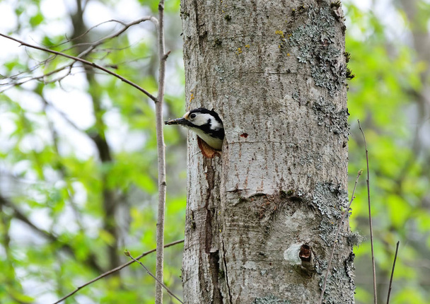 Woodpecker a jeho hnízdo. Zelené lesní pozadí. Pták: Střední S - Fotografie, Obrázek