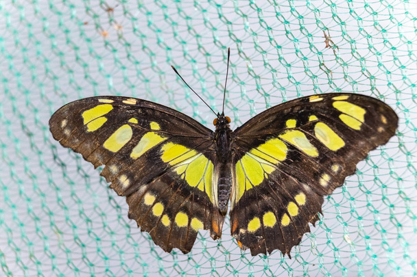 Farfalla tropicale Siproeta (Siproeta stelenes
) - Foto, immagini