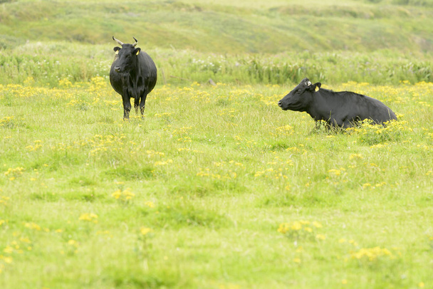 Kerry sığırları yeşil bir çayırda otluyor, Bomore uçurumları, Kerry ilçesi, İrlanda. - Fotoğraf, Görsel