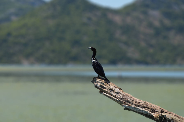 Wielki czarny kormoran, Phalacrocorax carbo, spoczywa na gałęzi drzewa - Zdjęcie, obraz