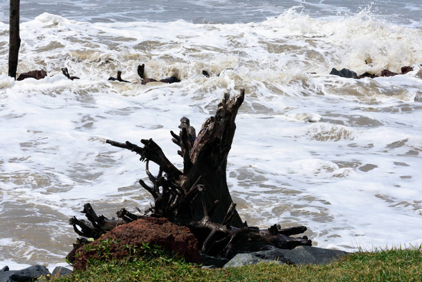 Natte boomstam en verpletterende oceaan golven van een tropisch strand eiland tijdens de storm. Stormachtig weer op zee. Macht in de natuur achtergrond. Opgenomen vóór hevige cycloon die overstromingen veroorzaakte in kustgebieden. - Foto, afbeelding