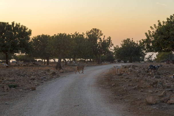 Krajina na Kypru u Avakas Gorge. Příroda Wild - Fotografie, Obrázek