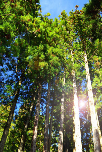 Árvore de cedro no parque
 - Foto, Imagem