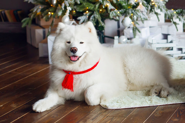 White dog lies near a Christmas tree on a wooden floor - Valokuva, kuva