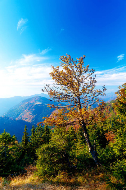 Beautiful mountain landscape, autumn meadows and trees. - Photo, image
