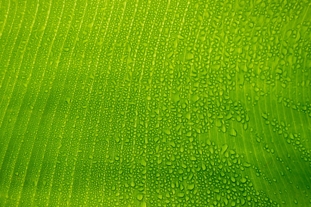 Picture of green leaf with water drops texture - Photo, Image