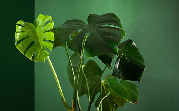 Flor tropical planta monstera con hojas grandes sobre un fondo de pared verde. El concepto de naturaleza
 - Foto, imagen