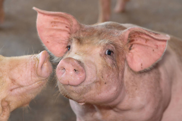 Grupo de cerdos que se ve saludable en la granja de cerdos de la ASEAN local en el ganado. El concepto de agricultura estandarizada y limpia sin enfermedades o condiciones locales que afectan el crecimiento o la fecundidad de los cerdos
 - Foto, imagen